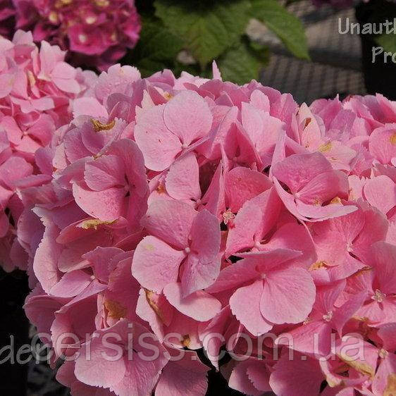 Гортензия крупнолистная Pink Sensation, Hydrangea macrophylla Pink Sensation - фото 1 - id-p1400148701