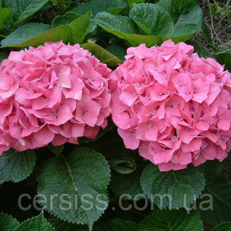 Гортензия крупнолистная Pink Sensation, Hydrangea macrophylla Pink Sensation - фото 4 - id-p1400148701