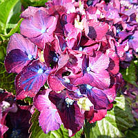 Гортензія крупнолистна Royal Red Purple, Hydrangea macrophylla Royal Red Purple