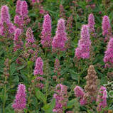 Спірея Білларда, Spiraea billardii, фото 3