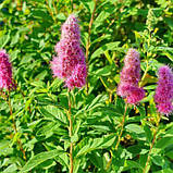 Спірея Білларда, Spiraea billardii, фото 4