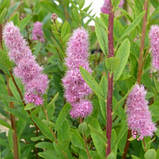 Спірея Білларда, Spiraea billardii, фото 2