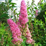 Спірея Білларда, Spiraea billardii, фото 6