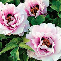 Півонія деревовидна, Paeonia suffruticosa