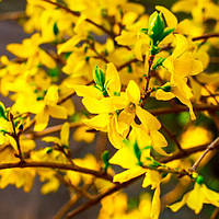 Форзиція проміжна, Forsythia