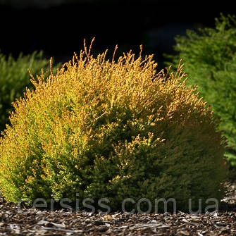 Туя західна рейнголд, Thuja occidentalis Rheingold