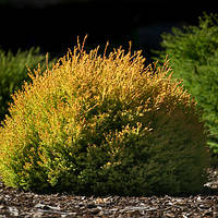 Туя западная Рейнгольд, Thuja occidentalis Rheingold