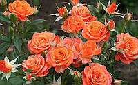 Троянда - спрей Алегрія (Alegria), фото 1