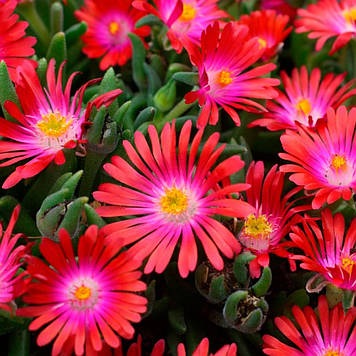 Делосперма Дейрі Dyeri (горщик 0,5л)