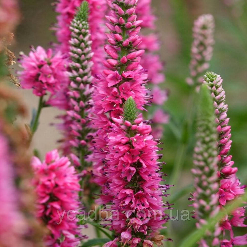 Веронія колосиста First Love 2 (горщик 0,5л), фото 1