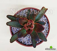 Суккулент Kalanchoe Tomentosa Rubra - Каланхоэ Войлочное Красное ...