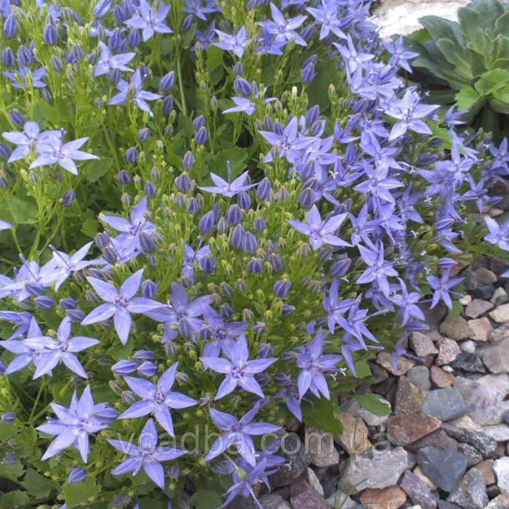 Дзвіночок Гарганський (горщик 0,5л), фото 1