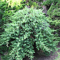 Ялівець прибережний Blue Pacific 4 річний, Ялівець прибережний Блю Пасифік Juniperus conferta Blue Pacific