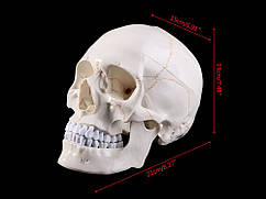 Модель людського черепа в натуральну величину  Білий з жовтим