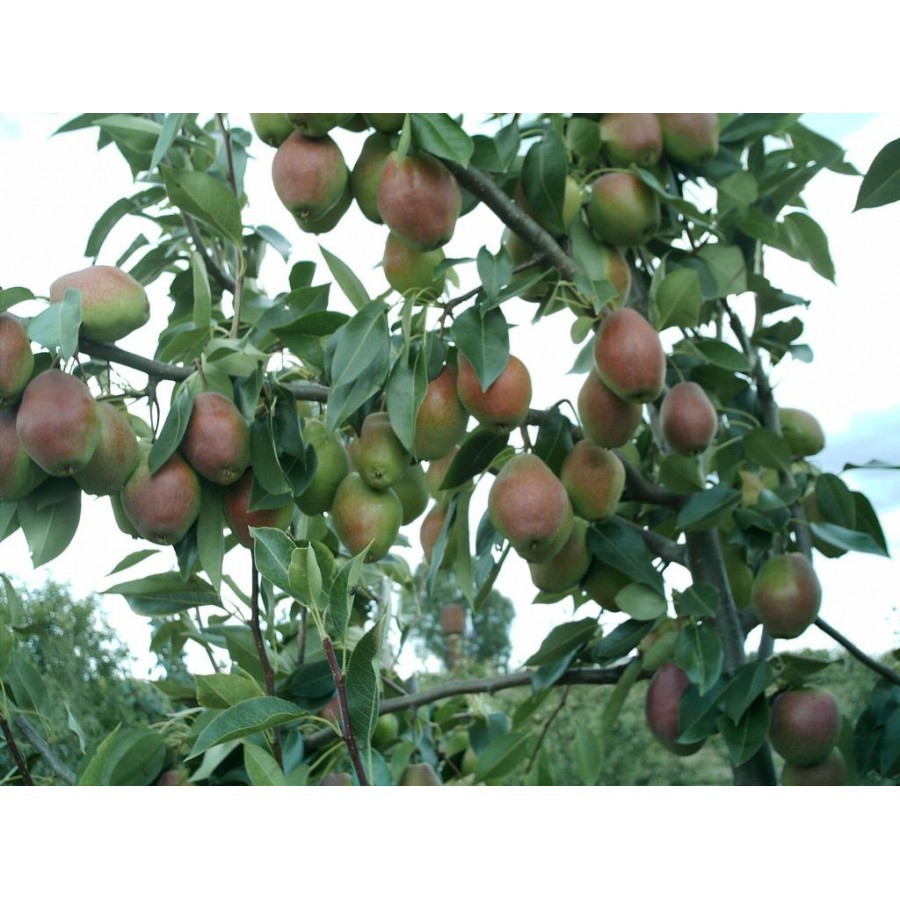 Киргизская Зимняя Груша Купить Саженцы