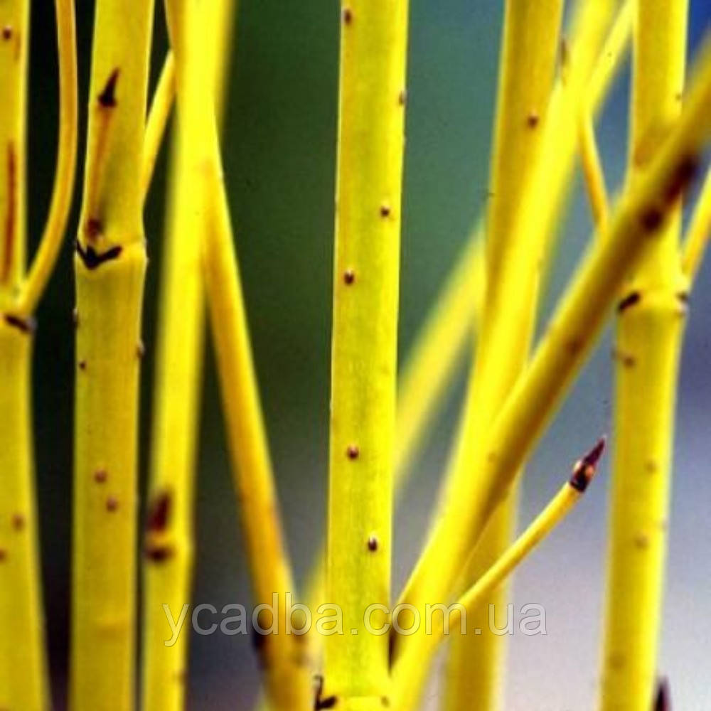 Дерен нащадковий Флавирамеа (горшик), фото 1