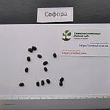 Софора японська насіння (20 шт) (Styphnolobium japonicum) стіфнолобій японська акація медонос, фото 5