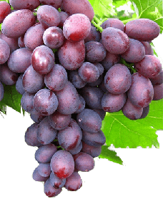 Виноград Дунав (саджанці)