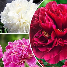 Півонія Мікс (3шт)