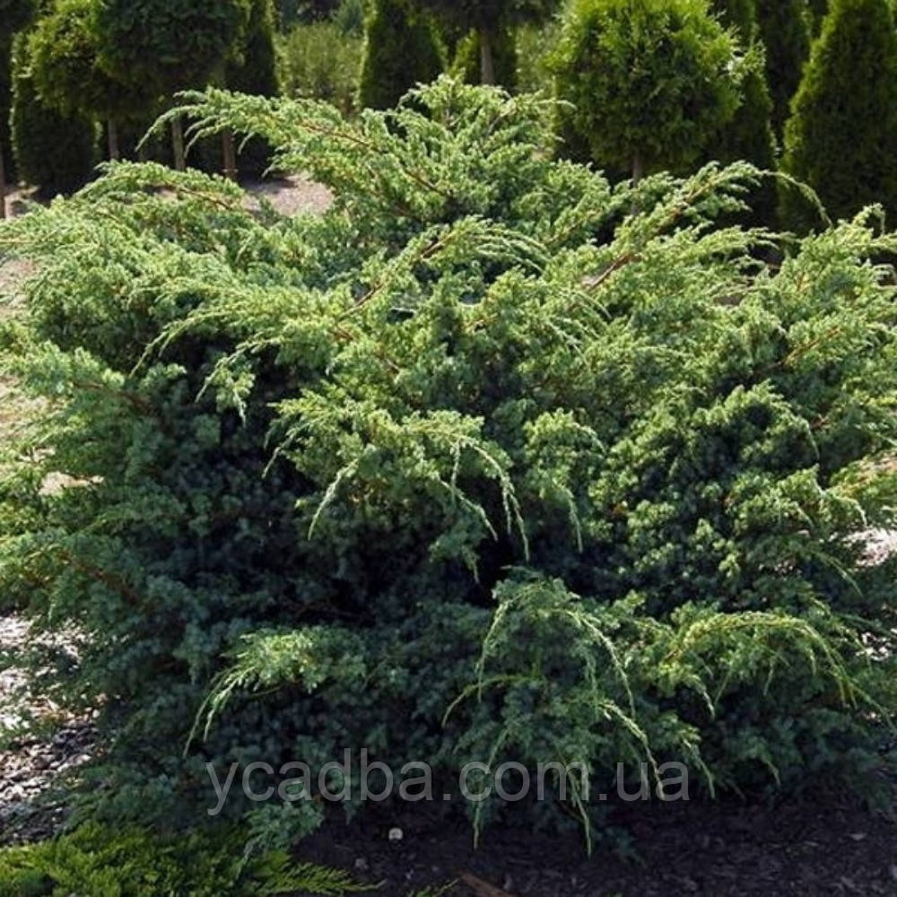 Ялівець Ханнеторп (горщик 1л)