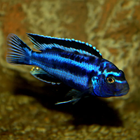 Майнгано (Melanochromis cyaneorhabdos) малавийские цихлиды оптом цихлиды Малави Майнгано (Melanochromis cyaneorhabdos), 5-6 см