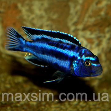 Майнгано (Melanochromis cyaneorhabdos) малавійські цихлиди гуртом цихлидихараї Майнгано (Melanochromis cyaneorhabdos), 10-12 см, фото 2