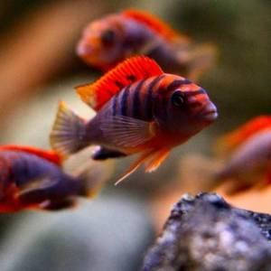 Корейські цихліди в асортименті 2,5-3 см оптом цимхліди colue Лабидохромис Хонги ред (Labidochromis Kimpuma red), фото 2