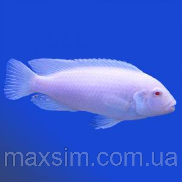 Майнгано (Melanochromis cyaneorhabdos) малавійські цихлиди гуртом цихлидихараї Білий принц (Pseudotropheus socolofi albino), 2,5-3 см
