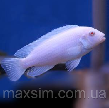 Майнгано (Melanochromis cyaneorhabdos) малавійські цихлиди гуртом цихлидихараї Білий принц (Pseudotropheus socolofi albino), 5-6 см