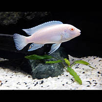 Майнгано (Melanochromis cyaneorhabdos) малавійські цихлиди гуртом цихлидихараї Білий принц (Pseudotropheus socolofi albino), 5-6 см, фото 3