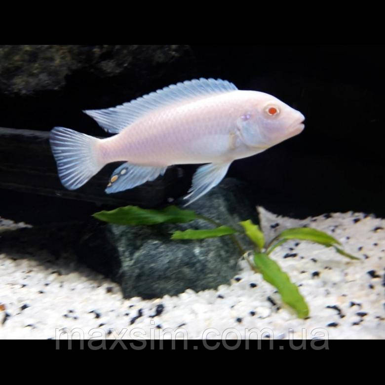 Майнгано (Melanochromis cyaneorhabdos) малавійські цихлиди гуртом цихлидихараї Білий принц (Pseudotropheus socolofi albino), 10-12 см