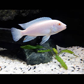 Майнгано (Melanochromis cyaneorhabdos) малавійські цихлиди гуртом цихлидихараї Білий принц (Pseudotropheus socolofi albino), 10-12 см
