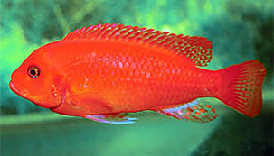 Майнгано (Melanochromis cyaneorhabdos) малавійські цихлиди гуртом цихлидихараї Псевдотрофеус зебра червона (Pseudotropheus sp. red-red), 2,5-3 см, фото 2
