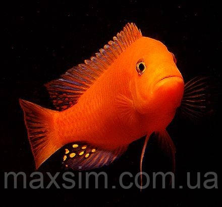 Майнгано (Melanochromis cyaneorhabdos) малавійські цихлиди гуртом цихлидихараї Псевдотрофеус зебра червона (Pseudotropheus sp. red-red), 2,5-3 см