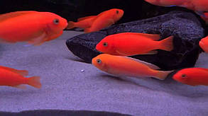 Майнгано (Melanochromis cyaneorhabdos) малавійські цихлиди гуртом цихлидихараї Псевдотрофеус зебра червона (Pseudotropheus sp. red-red), 2,5-3 см, фото 2