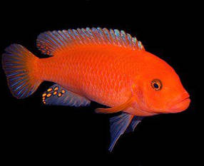 Майнгано (Melanochromis cyaneorhabdos) малавійські цихлиди гуртом цихлидихараї Псевдотрофеус зебра червона (Pseudotropheus sp. red-red), 5-6 см