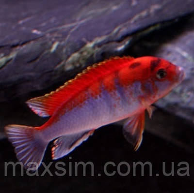 Майнгано (Melanochromis cyaneorhabdos) малавійські цихлиди гуртом цихлидихараї Лабидохромис Хонги ред (Labidochromis Kimpuma red), 10-12 см