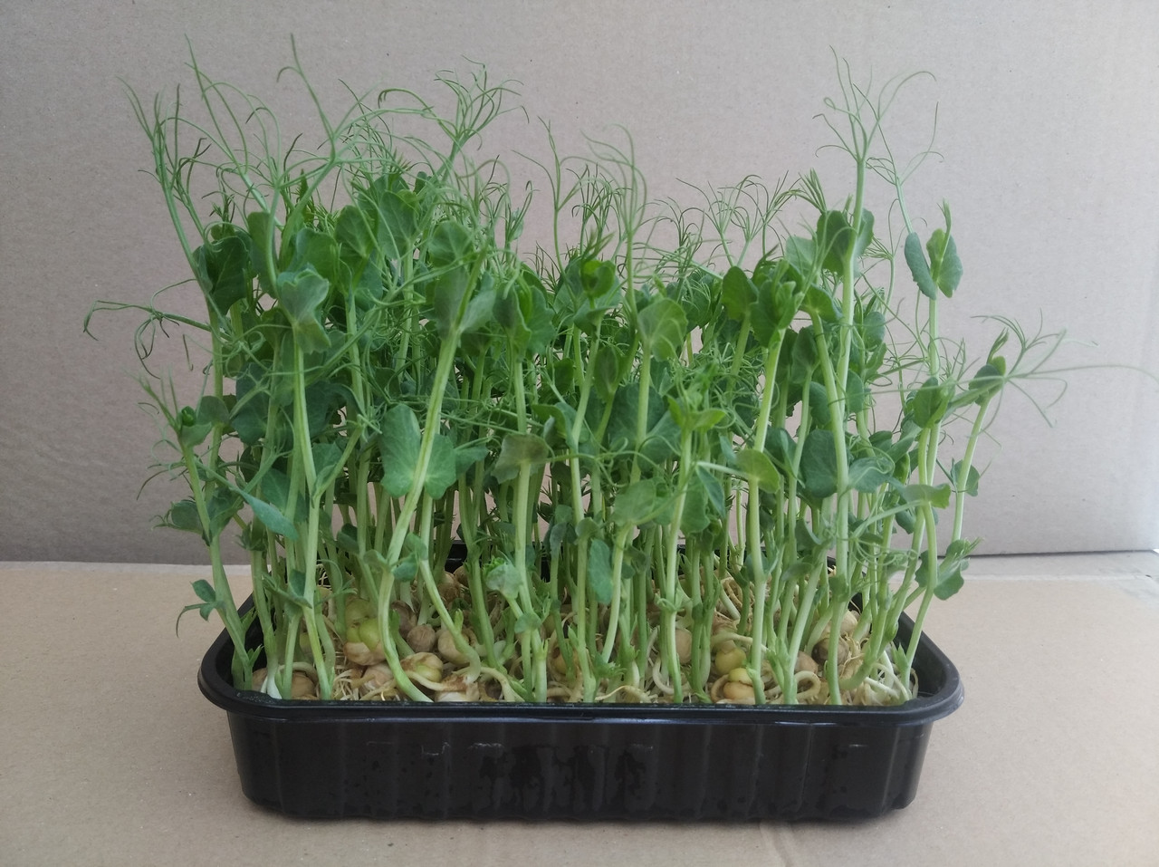 Лотки для вирощування мікрозелені, низький ( 35 мм)