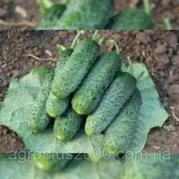 Насіння Огірок самозапильний Джокер F1, 100 насінин Lucky Seed, фото 2