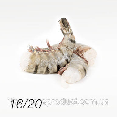 Креветка тигрова, королівська , без голови в панцирі , 16/20 - фото 1 - id-p581682990