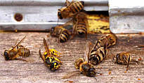 Какие шаги предпринимает владелец пасеки или уполномоченное им лицо и Комиссия при отравлениях пчёл?