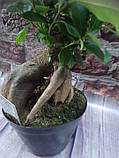 Гіршкова рослина Фікус Mi Ginseng, фото 2