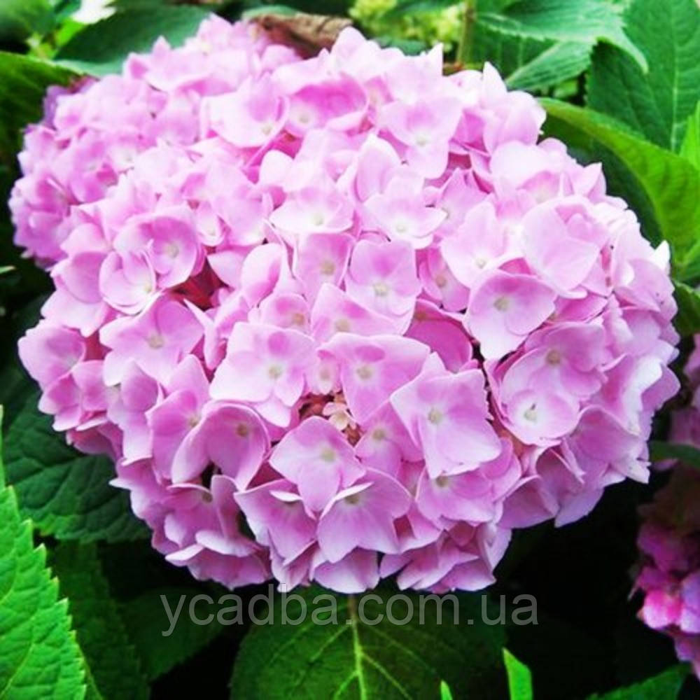 Гортензія крупнолистова Ендлес Саммер Пінк Endless Summer Pink 5 (горшик 0,5л)