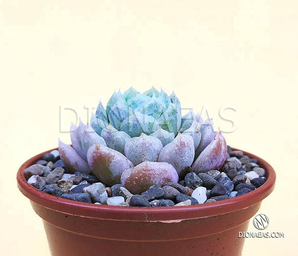 Эхеверия Зоннестраал Розовая (Echeveria Zonnestraal Pink ...