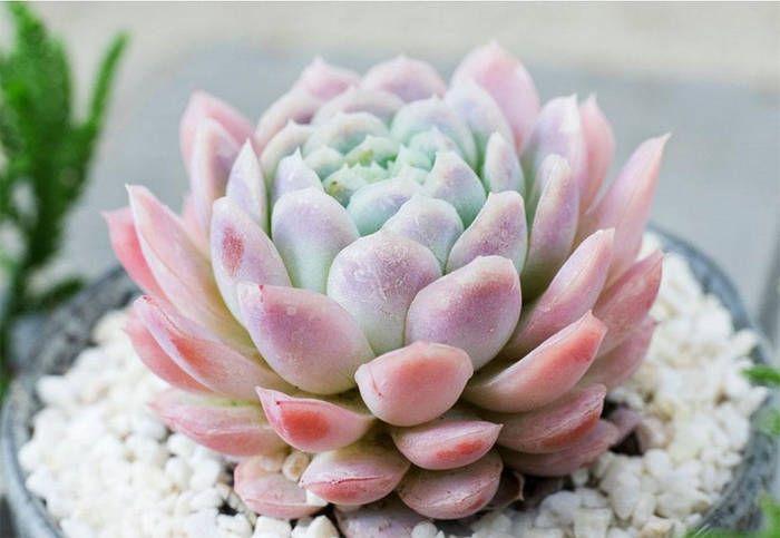 Эхеверия Зоннестраал Розовая (Echeveria Zonnestraal Pink ...