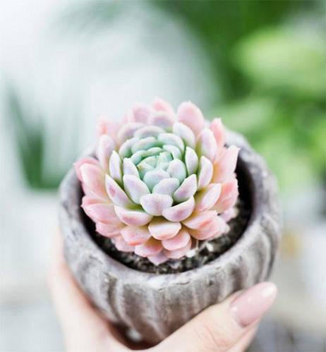 Эхеверия Зоннестраал Розовая (Echeveria Zonnestraal Pink ...