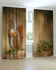 Фотоштори білка