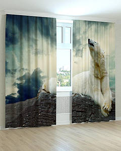 Фотоштори білий ведмідь