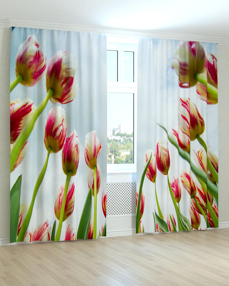 Фотоштори червоно-білі тюльпани, фото 1