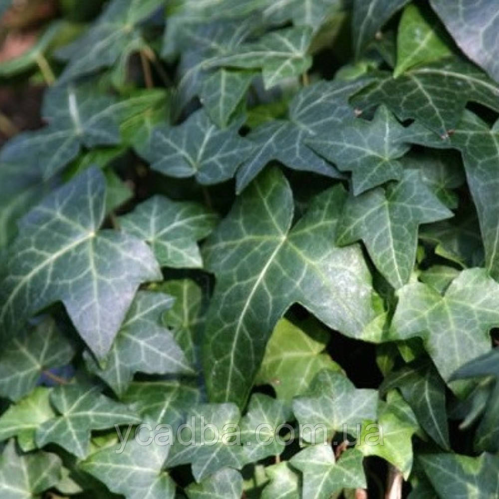 Плющ Чикаго Сhicago 27 (горщик 0,5л), фото 1